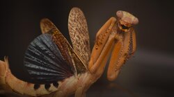 How Mantises Became Nature's Strangest Assassins