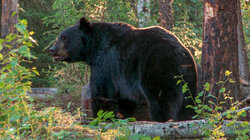 One Bear, Three Stories