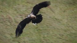 The Pirate of the Mountains The Bearded Vulture