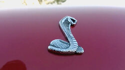 Engine Bearing Bearings