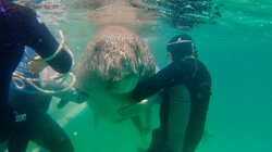 Dugongs
