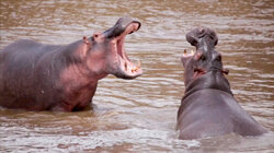 Cocaine Hippos