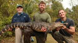 Meth Gators