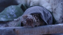 Mikko Kekäläinen ja Kajo