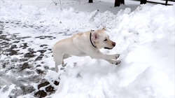 Top 10 Times That Bear Got a Little Too Close