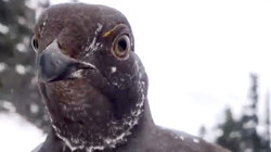 Top 10 Aerial Attacks