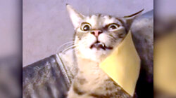 Top 10 Animal Dining Experiences