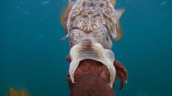 Cuttlefish Are the Ocean's Freakiest Little Weirdos