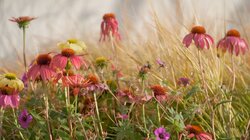 Episode 3 - Summer: Arid Botanic Garden & Home Orchard