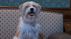 Mind Your Own Buboes