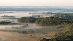 New Forest