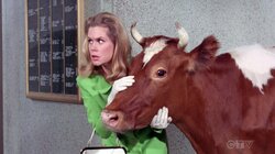 The Corn is as High as a Guernsey's Eye