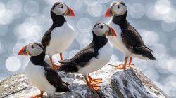 Puffins and Pilgrims