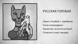 01 Русская голубая кошка