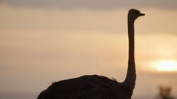 The Ostrich