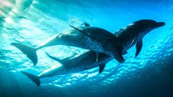 The Dolphin