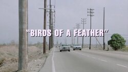 Birds of a Feather