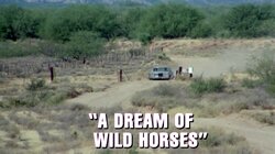 A Dream of Wild Horses