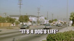 It's a Dog's Life