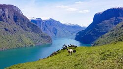 Vestnorsk fjordlandskap