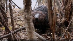 Dam it; Beavers to the Rescue