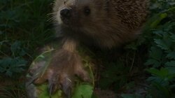 Quirky Critters