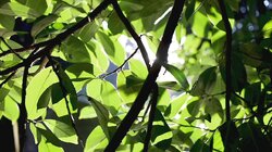 Jungle Dwellers