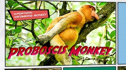 Xtraordinarily Odd Animals