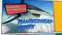 Super Sharks