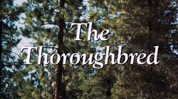 The Thoroughbred