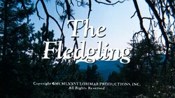 The Fledgling