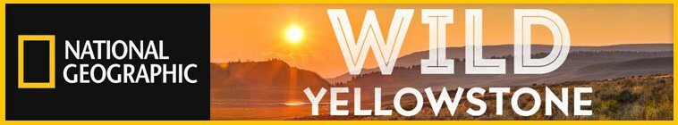 Wild Yellowstone — кадр