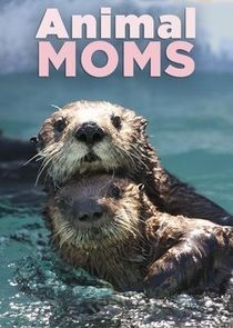 Animal Mums — кадр