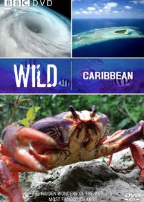 Wild Caribbean