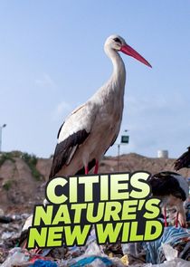 Cities: Nature's New Wild