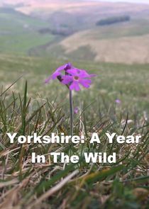 A Year in the Wild — кадр