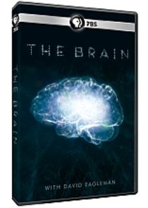THE BRAIN with David Eagleman