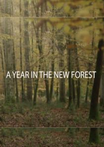 A Year in the New Forest