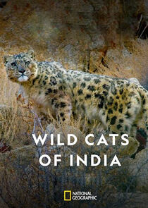 Wild Cats of India poszter
