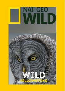 Wild Yellowstone — кадр