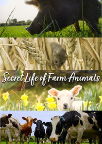 Secret Life of Farm Animals