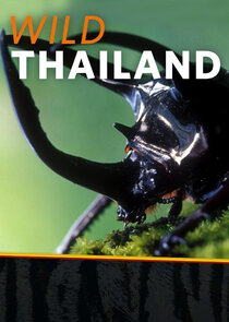 Wild Thailand poszter