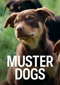 Muster Dogs