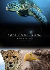 Turtle, Eagle, Cheetah: A Slow Odyssey