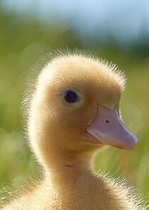 Quackety Duck Duck