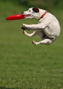 Dogs 101: New Tricks