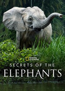 Secrets of the Elephants poszter