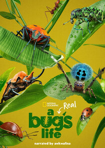 A Real Bug's Life poszter