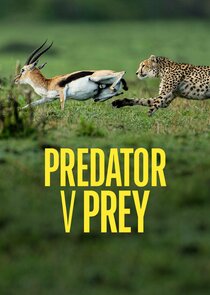Predator vs Prey