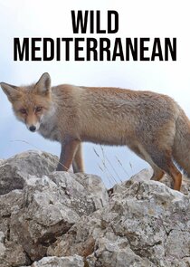 Wild Mediterranean